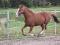 Jument paint horse