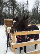 Recherche demi-pensionnaire warmblood