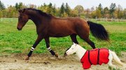 Recherche demi-pensionnaire warmblood