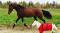 Recherche demi-pensionnaire warmblood