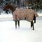 Couverture d'hiver - 5/A Baker Blankets