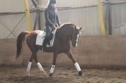 hongre 15.1 dressage, école d'équitation, bonne famille - dressage 2015