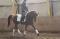 dressage 2015