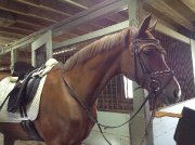 hongre 15.1 dressage, école d'équitation, bonne famille