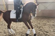 hongre 15.1 dressage, école d'équitation, bonne...