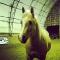 Guelding QH Enr. 5 ans