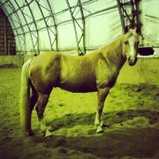 Guelding QH Enr. 5 ans