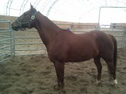 Quarter Horse à vendre, négociable