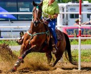 AQHA Jument Bay 11ans