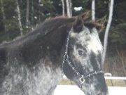 Jument appaloosa à vendre, parfaite pour débutants - Hiver 2015