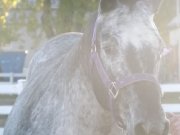 Jument appaloosa à vendre, parfaite pour débutants - Automne 2015