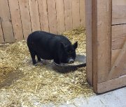Cochon vietnamien 