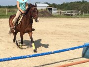 Poney a vendre