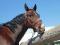 Poney a vendre