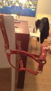 Licou et tapis à vendre!