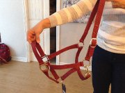 Licou et tapis à vendre!