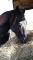 Demi- pension sur cheval polyvalent 