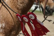Médium poney performant