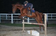 Tb chasseur/sauteur Recherche demi-pensionnaire 