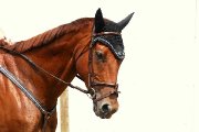 Tb chasseur/sauteur Recherche demi-pensionnaire 