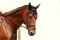 Tb chasseur/sauteur Recherche demi-pensionnaire 