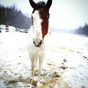 Quincey, jument avec laquelle je fais pas mal tout :)