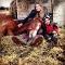 Ma pouliche haflinger