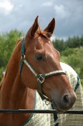 QH hongre