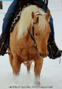 Belle jument Palomino Quarter Horse