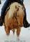Belle jument Palomino Quarter Horse