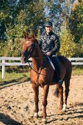 cheval a vendre