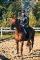 cheval a vendre