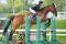 Super cheval en demi-pension à mirabel!