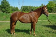 Flashy All around Canadian X mare for sale!