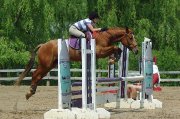 Flashy All around Canadian X mare for sale!