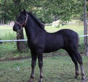 Chevaux Canadiens à vendre