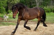 Chevaux Canadiens à vendre