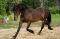 Chevaux Canadiens à vendre
