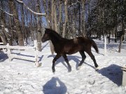 Chevaux Canadiens à vendre