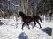 Chevaux Canadiens à vendre
