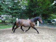 Chevaux Canadiens à vendre