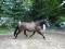 Chevaux Canadiens à vendre