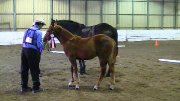 Chevaux Canadiens à vendre