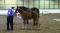 Chevaux Canadiens à vendre