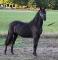 Chevaux Canadiens à vendre