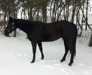 Belle jument noire de 16 mains à vendre