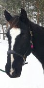 Belle jument noire de 16 mains à vendre