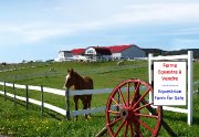 Ferme équestre	et école déquitation à	vendre...