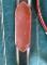 Breastplate elastique prestige