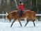 Cheval à vendre